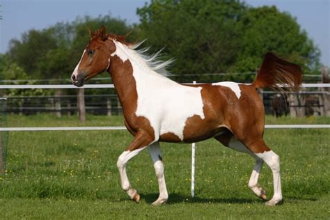 pinto horse info pictures temperament traits pet keen