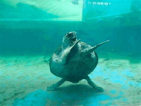 im a dancing turtle s find and share on giphy