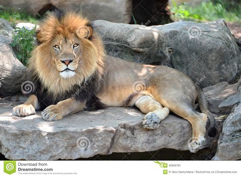 Adult Lion Pictures