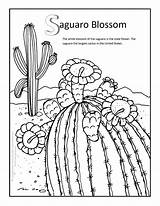 Coloring Pages Desert Saguaro Blossom Ecosystem Drawing Arkansas Flower Navajo State Cactus Getcolorings Paintingvalley Drawings Getdrawings Plants Print sketch template