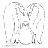 Emperor Penguins Coloring Color Pages Penguin Printable Baby Line Drawings Drawing Own Kids Template Sketch Print Belly Balls Covered Cotton sketch template