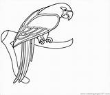 Macaw Scarlet sketch template