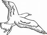 Seagull Coloring Template Pages Realistic Gull sketch template