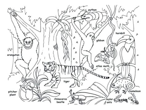 forest habitat drawing  paintingvalleycom explore collection