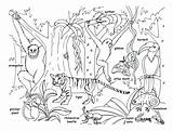 Coloring Rainforest Animals Pages Jungle Kids Drawing Habitat Forest Tropical Plants Animal Trees Safari Scene Leaves Drawings Baby Printable Getdrawings sketch template