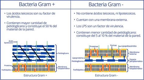 diferenciando bacterias gram positivo  gram negativo mediante tincion de gram