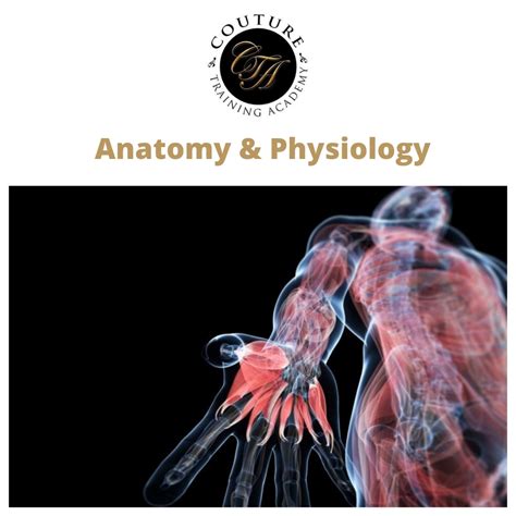 anatomy physiology couture training