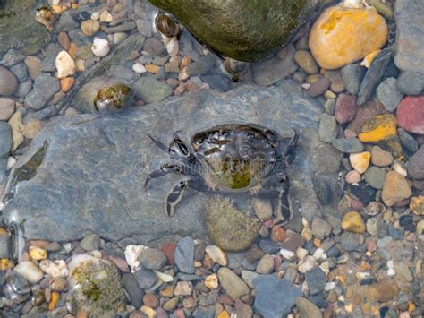 green shore crab  rockpool devon uk stock photo image  shore