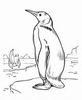 Penguins Emperor Penguin Designlooter Pagesfree Club Bestcoloringpagesforkids sketch template