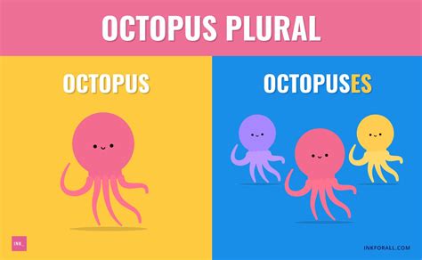 octopi  octopuses heres  correct octopus plural ink blog