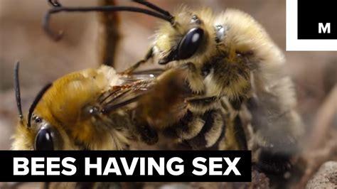 bees getting it on youtube