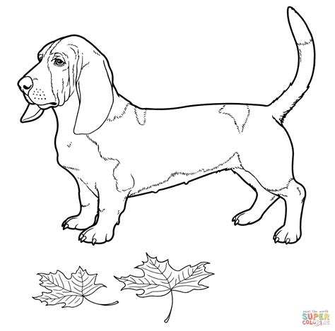 basset hound coloring page  printable coloring pages