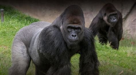 gorilla san diego zoo safari park