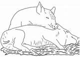 Pigs Fattoria Everfreecoloring Shamrock Coloringpagesforadult Lưu ã Từ sketch template