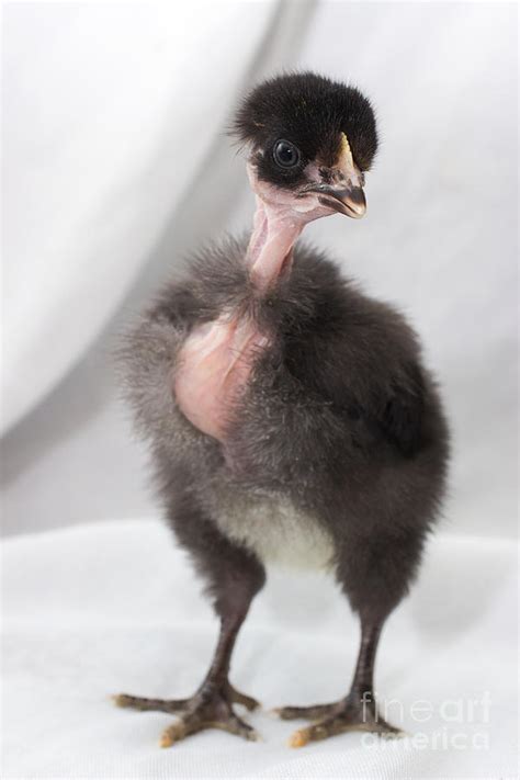Naked Neck Chick Photograph By Jeannette Hunt Pixels