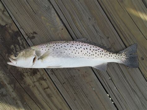 speckled trout capt tonys walkingangler