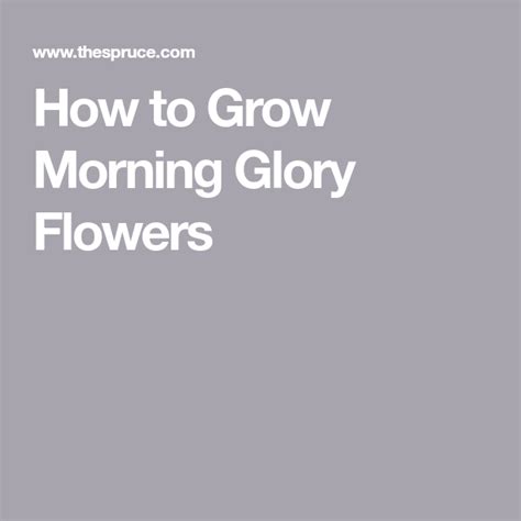 grow easy care morning glories morning glory flowers morning