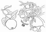 Apfel Malvorlage Ausmalbilder Drucken sketch template