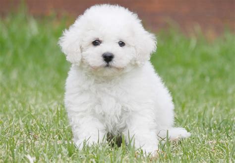 photo bichon frise puppy animal cute dog   jooinn