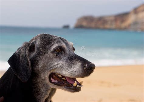 dog stock photo image  ocean head summer puppy