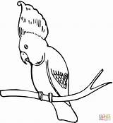 Cockatoo Coloring Bird Pages Cockatoos Umbrella Crested Sulphur Template Printable Designlooter Color Drawings 1200px 29kb 1099 Supercoloring Categories sketch template