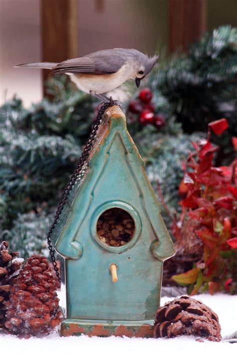 tufted titmouse  food house birds  blooms