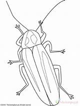 Insecten Lucciola Insekten Lucciole Luciernaga Firefly Kolorowanki Robaki Disegno Bug Owady Iluminar Insetti Malvorlage Ausmalbild Colorare Dieren Dla Beetle Ausmalbilder sketch template