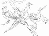 Coloring Pages Pigeon Dove Pigeons Passenger Drawing Printable Bird Para Colorear Aves Dibujos Dibujo Supercoloring Palomas Cute Doves Wings Birds sketch template