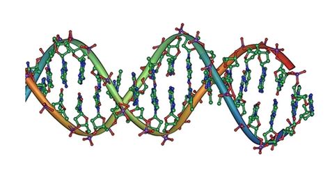 nucleic acid facts sciencing