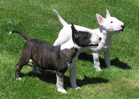 bull terrier dogs pets cute  docile
