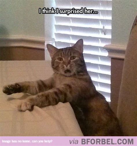 Surprised Kitty With Images Funny Cat Photos Funny