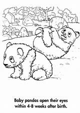 Coloring Panda Giant Pages Print Printable Cute Crafts Choose Board Popular sketch template