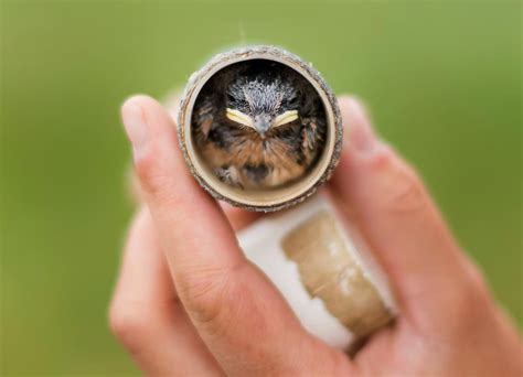 inside ontario s fight to save declining barn swallows one bird house