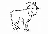 Goat Coloring Pages Standing Goats Drawing Outline Pygmy Template Mountain Color Sheets Africa Getdrawings sketch template