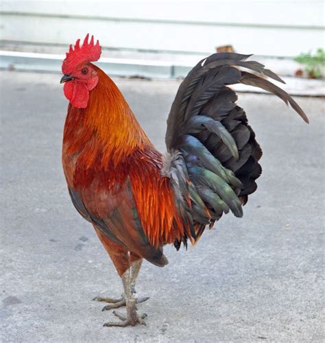 pin by heulan on faune rooster breeds chickens and roosters farm
