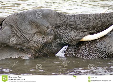 elephants having sex in the river stock image image of pachyderm