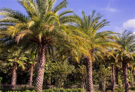 palm trees  florida photograph  zina stromberg