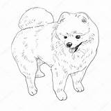 Pomeranian Coloring Pages Dog Drawing Fluffy Outline Stock Printable Illustration Color Depositphotos Getdrawings Vector Print Getcolorings sketch template