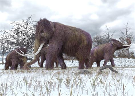 baby mammoth  preserved   yukon heritagedaily archaeology