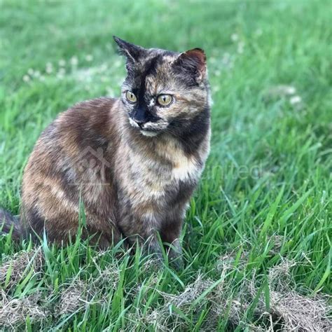 lost cat tortoiseshell cat called jazz bicester area oxfordshire