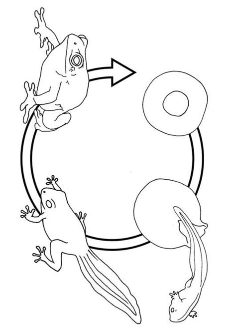 coloring page frog life cycle  printable coloring pages frog