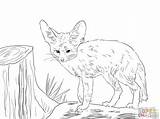 Fennec Fox Coloring Pages Drawing Baby Realistic Cute Foxes Red Winged Cat Color Drawings Printable African North Kids Animal Kitsune sketch template