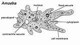 Amoeba Unicellular Organism Ameba Paramecium Biology Structure Protista Genus Struktur Protozoa Celled Bergerak sketch template