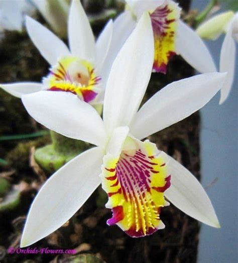 19712 Best Orchids Images On Pinterest Flowers Plants