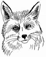 Renard Tete Coloriage Animaux Coloriages Cliparts Colorier Clipground sketch template