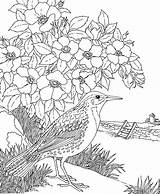Secreto Natureza Meadowlark Prairie Paisagens Escolha sketch template