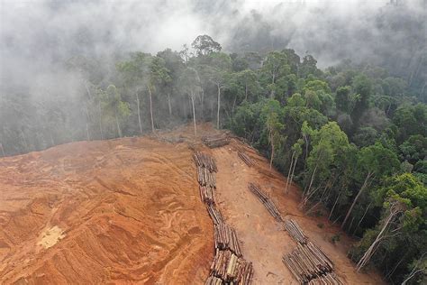deforestation worldatlas