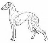 Greyhound Coloring Pages Italian Whippet Dog Hound Face Drawing Color Pointer Shorthaired German Getcolorings Dogs Getdrawings Colorings Printable Fascinating Template sketch template
