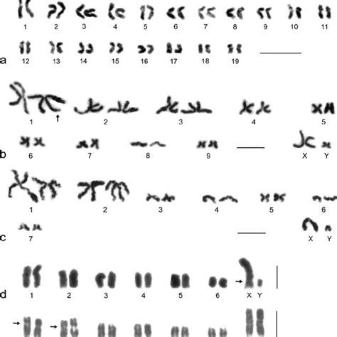 Male Karyotypes Of Families With Monocentric Chromosomes And X0 System