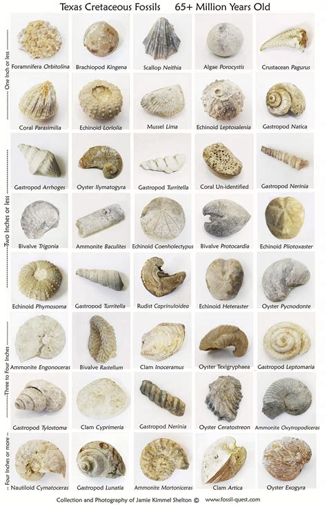 texas fossils poster     shipping etsy